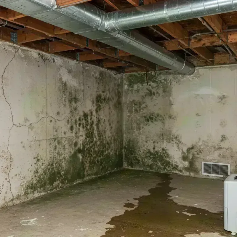 Professional Mold Removal in Keystone, CO